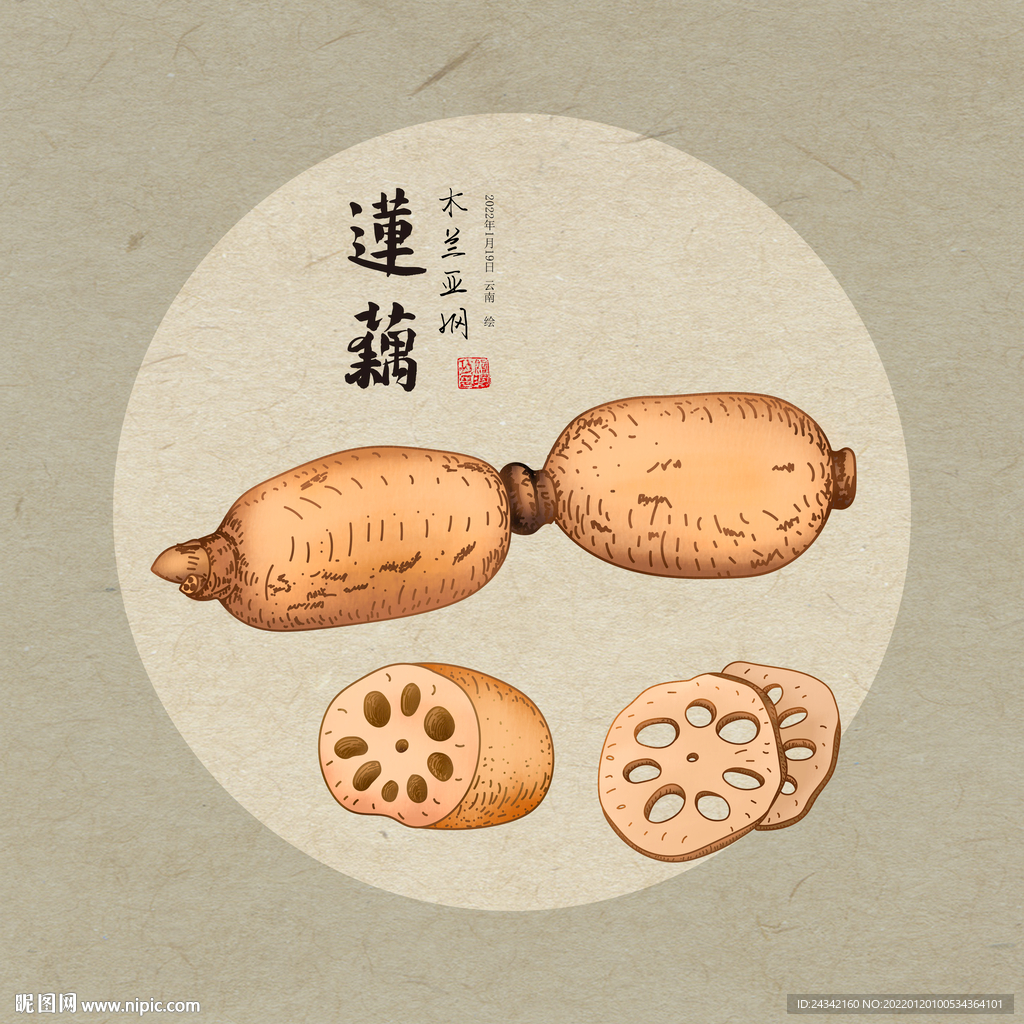 手绘莲藕