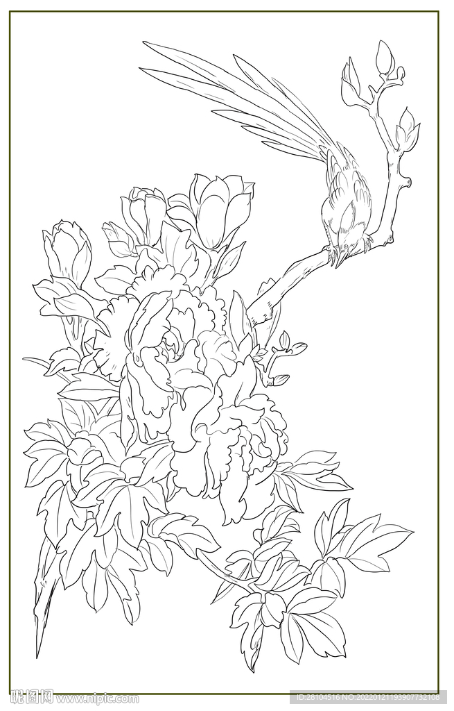 牡丹花