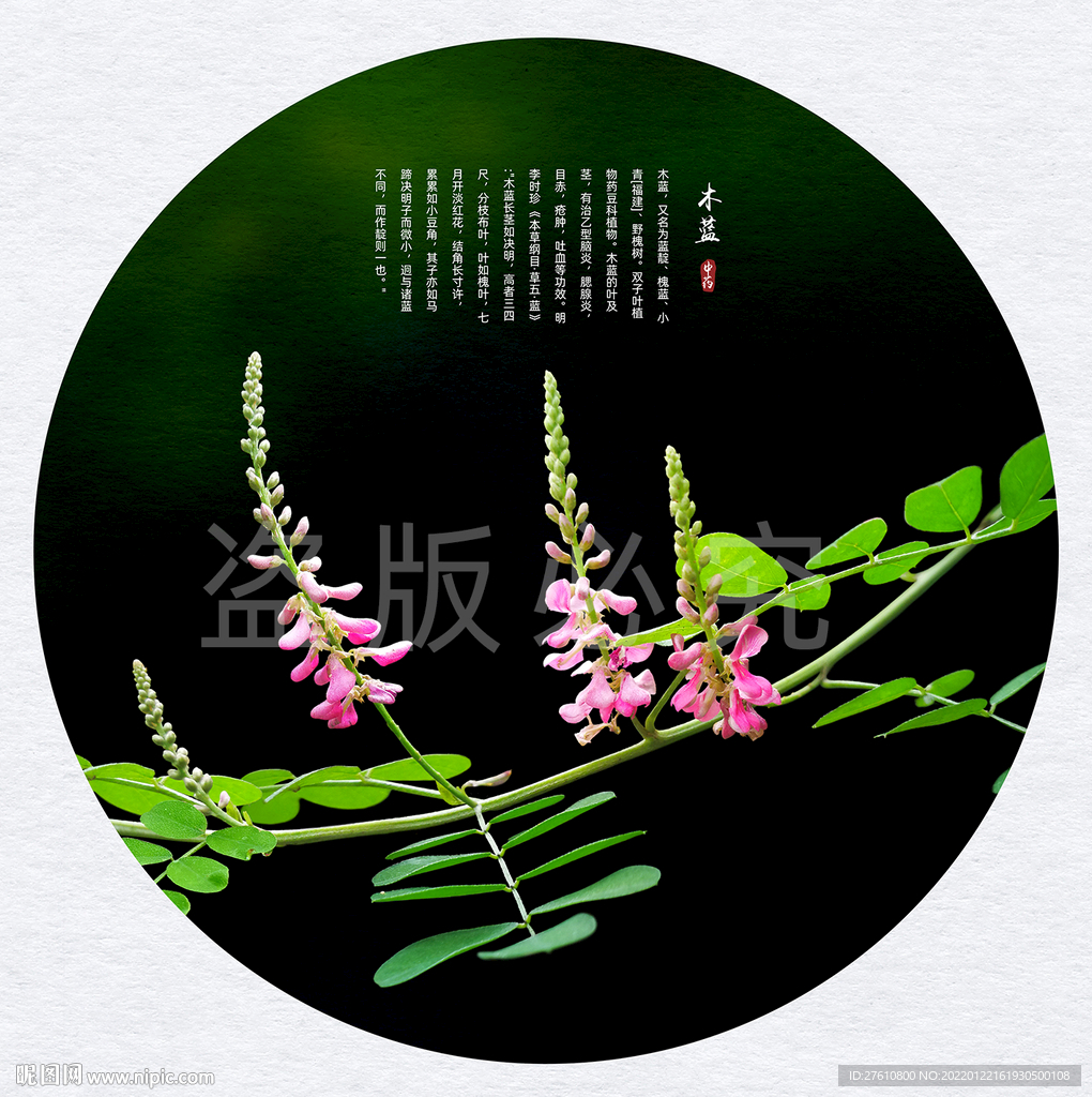 木蓝