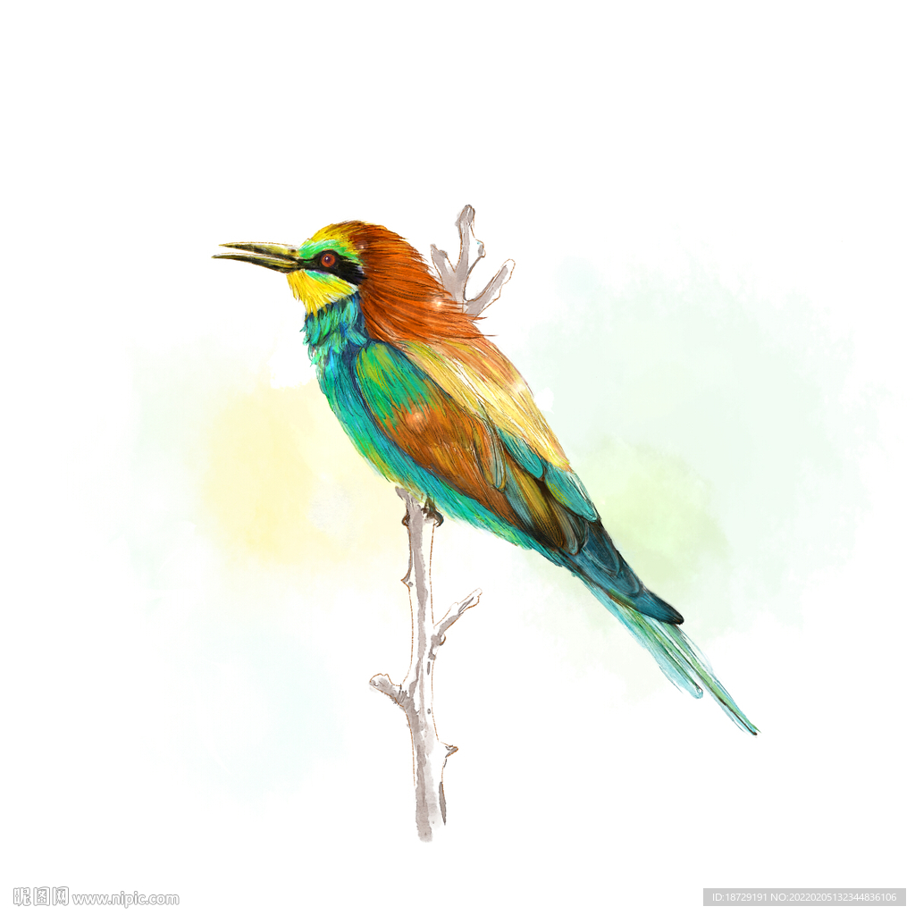 手绘小鸟