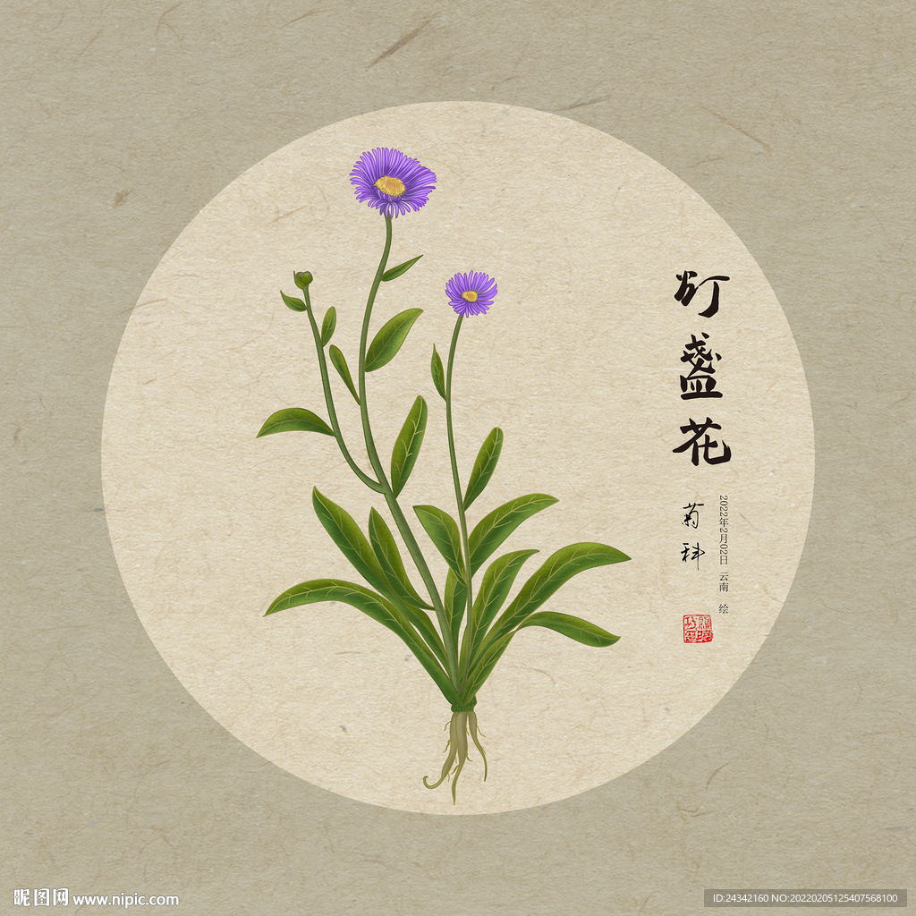 灯盏花