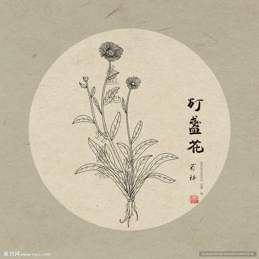 灯盏花