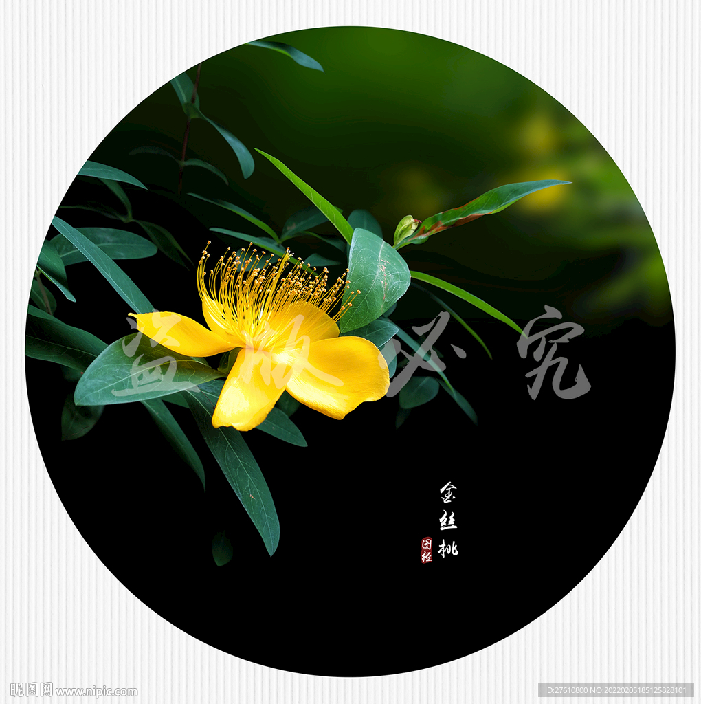 金丝桃