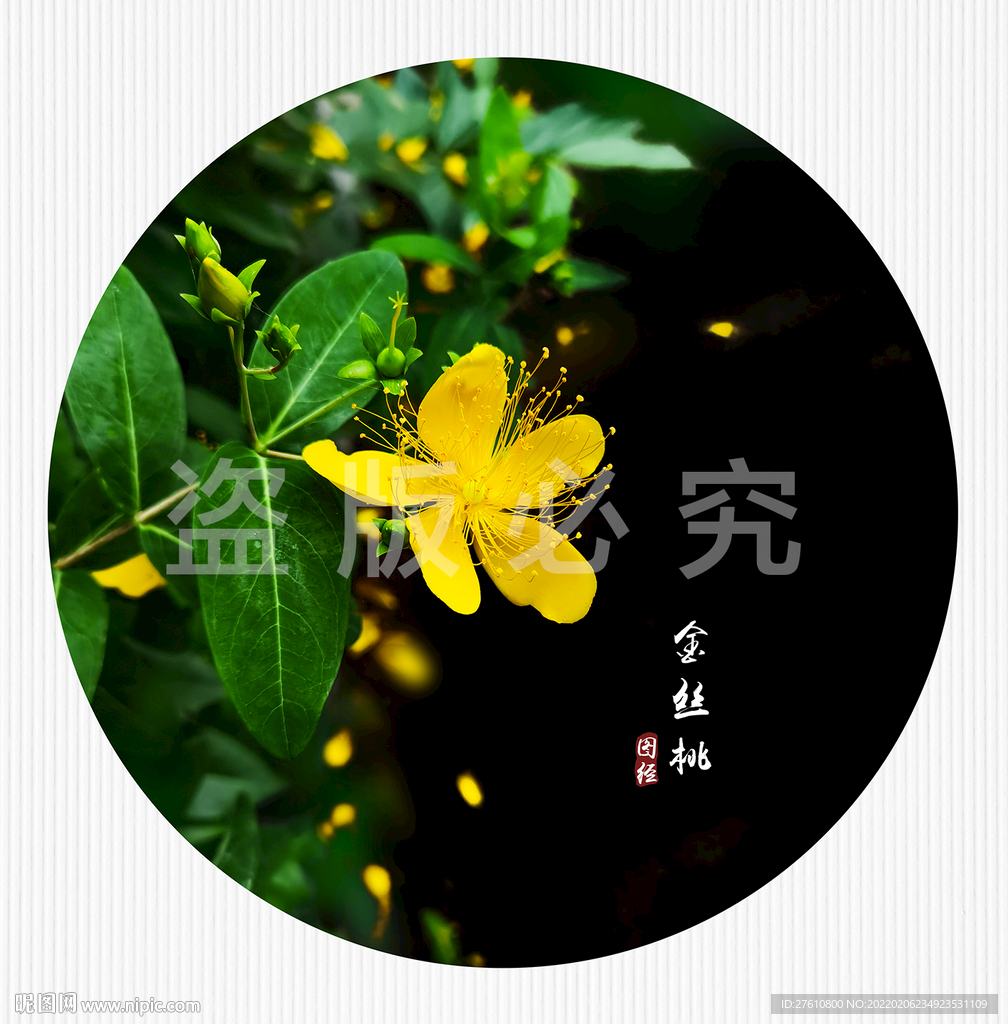 金丝桃