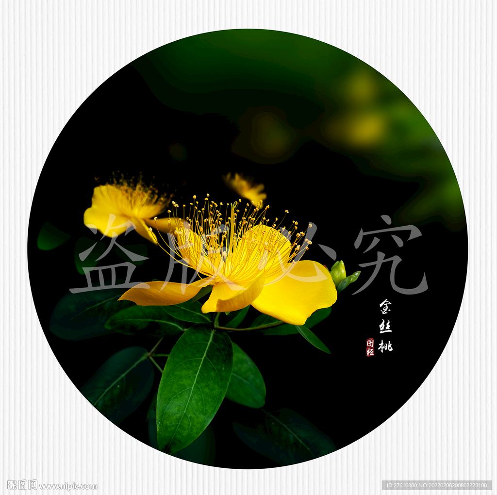 金丝桃