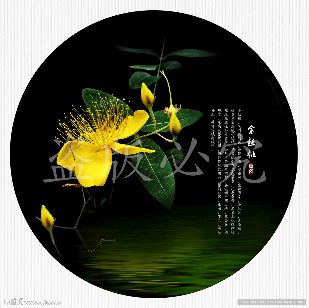 金丝桃