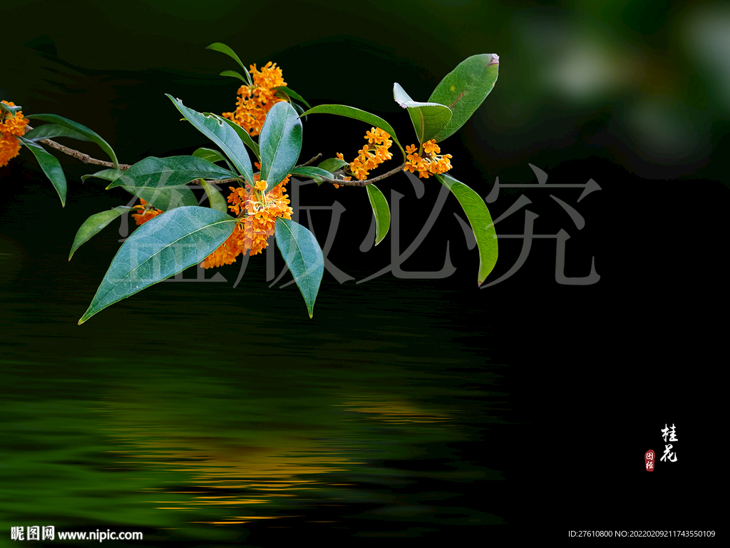 桂花