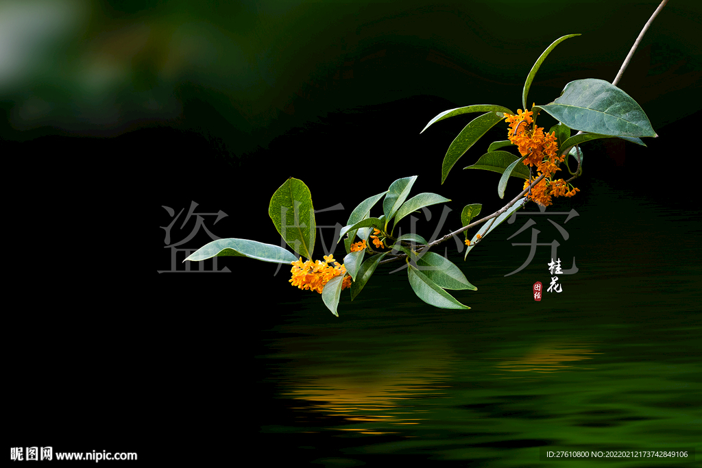 桂花