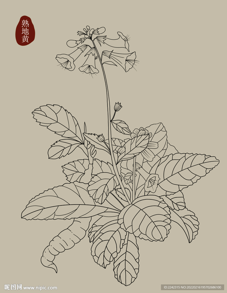 熟地黄中草药材植物手绘