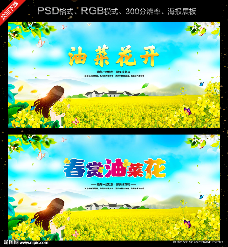 油菜花