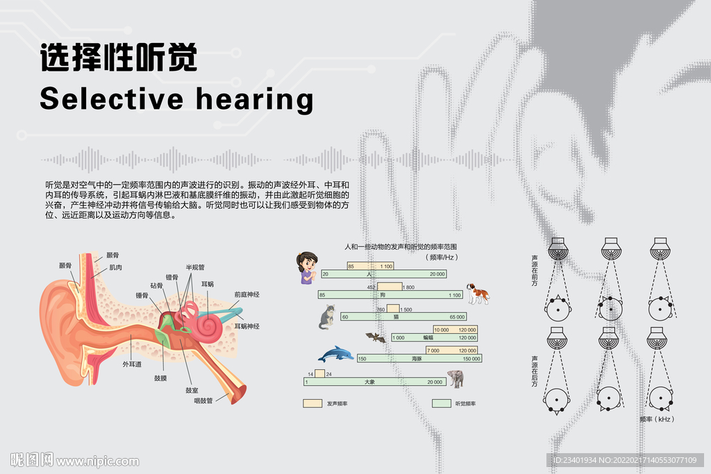 选择性听觉听力频率赫兹图文版