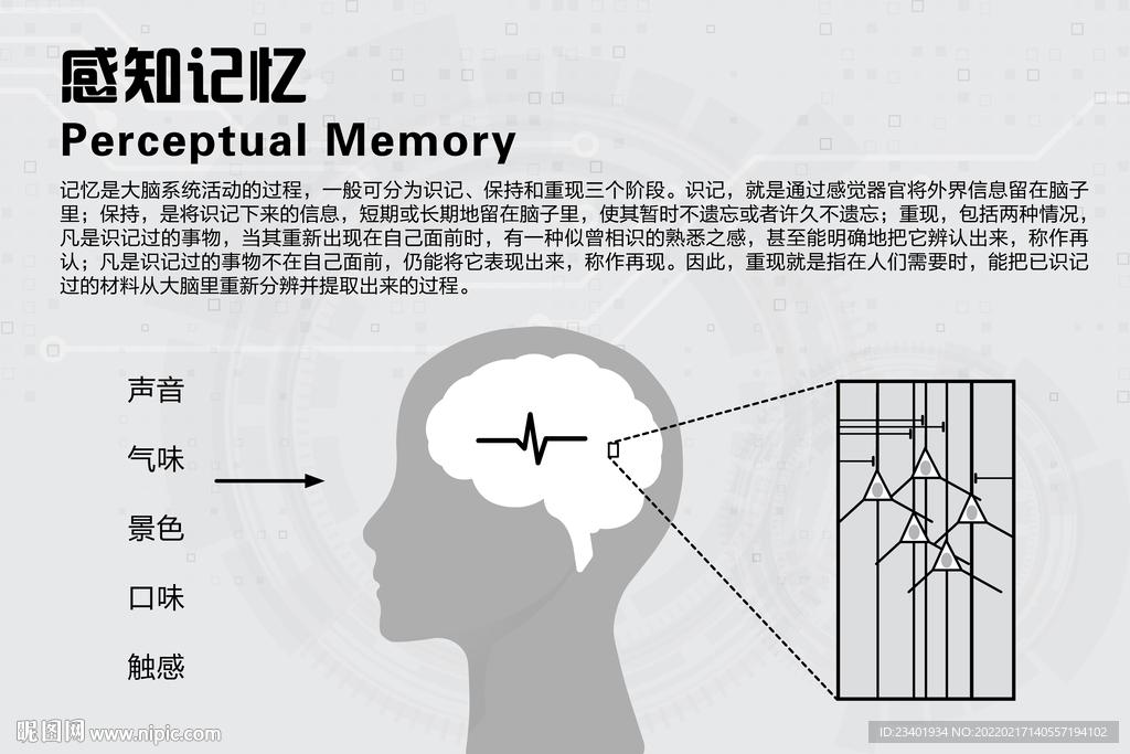 感知记忆大脑神经元感觉器官图文