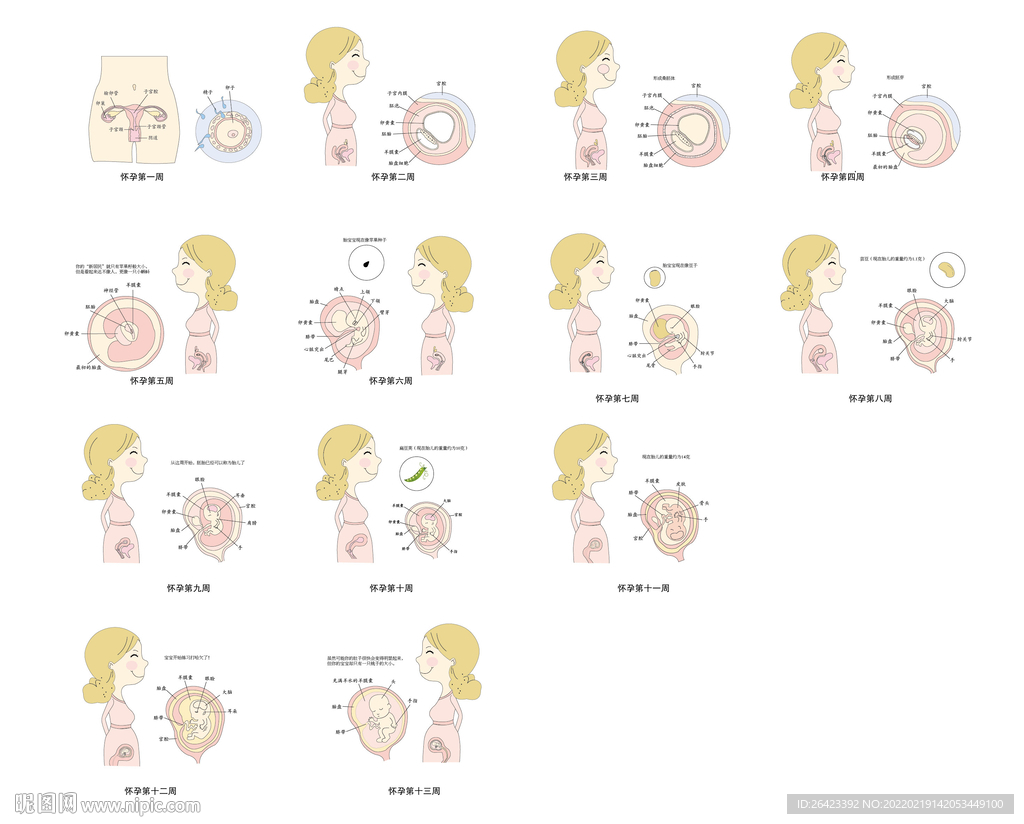 孕期每周宝宝的变化矢量图