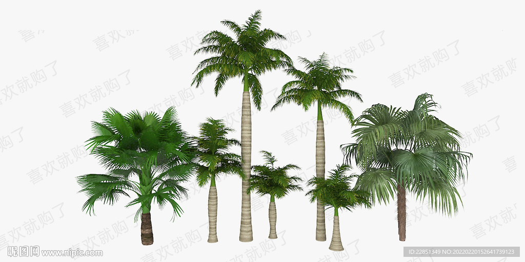 椰树铁树