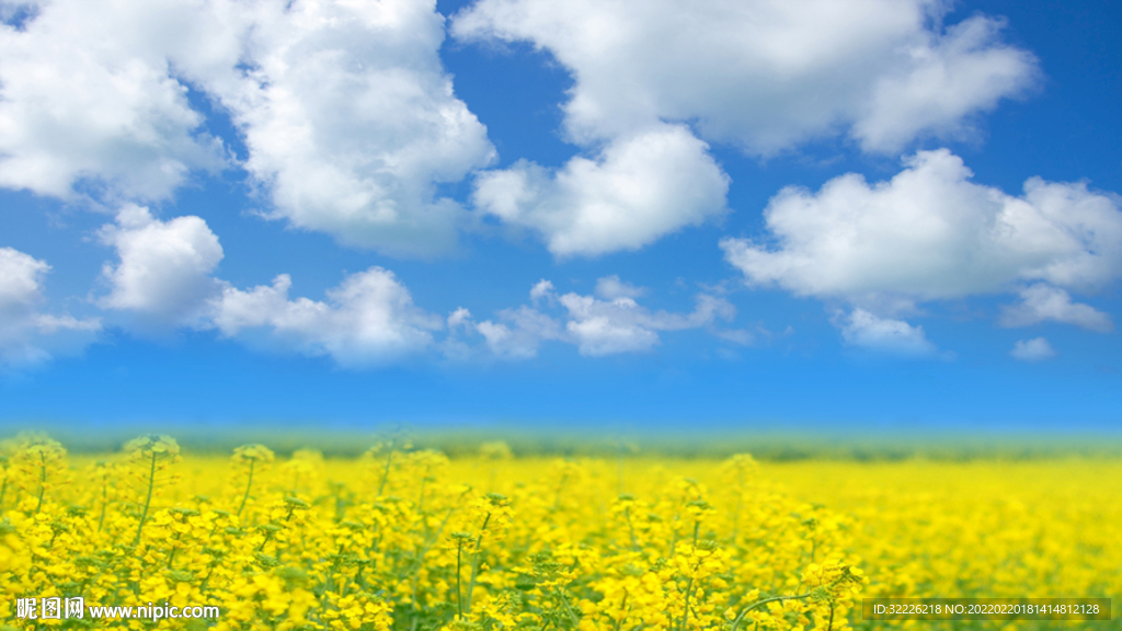 油菜花背景