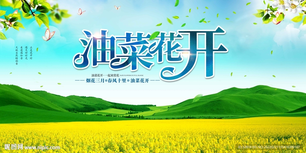 油菜花开