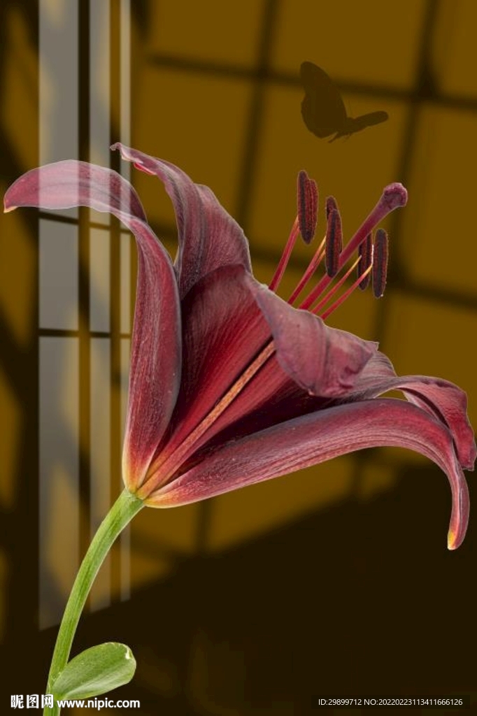 百合花