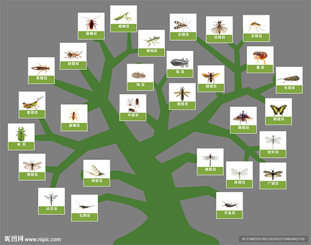矢量昆虫纲进化树