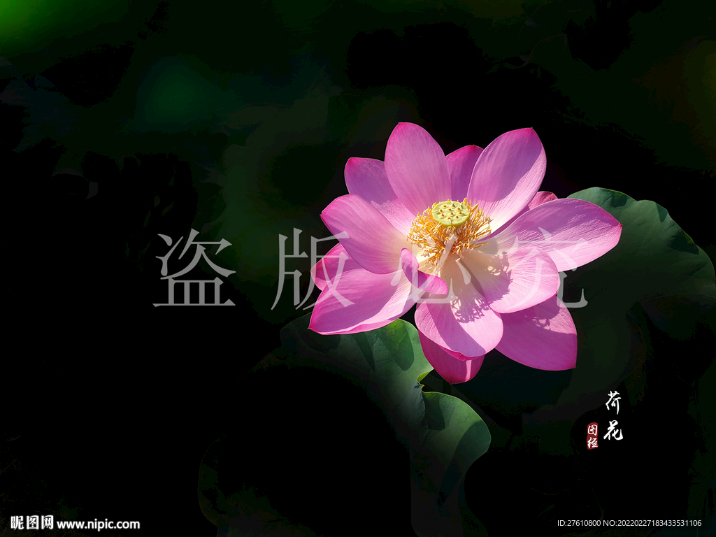 荷花