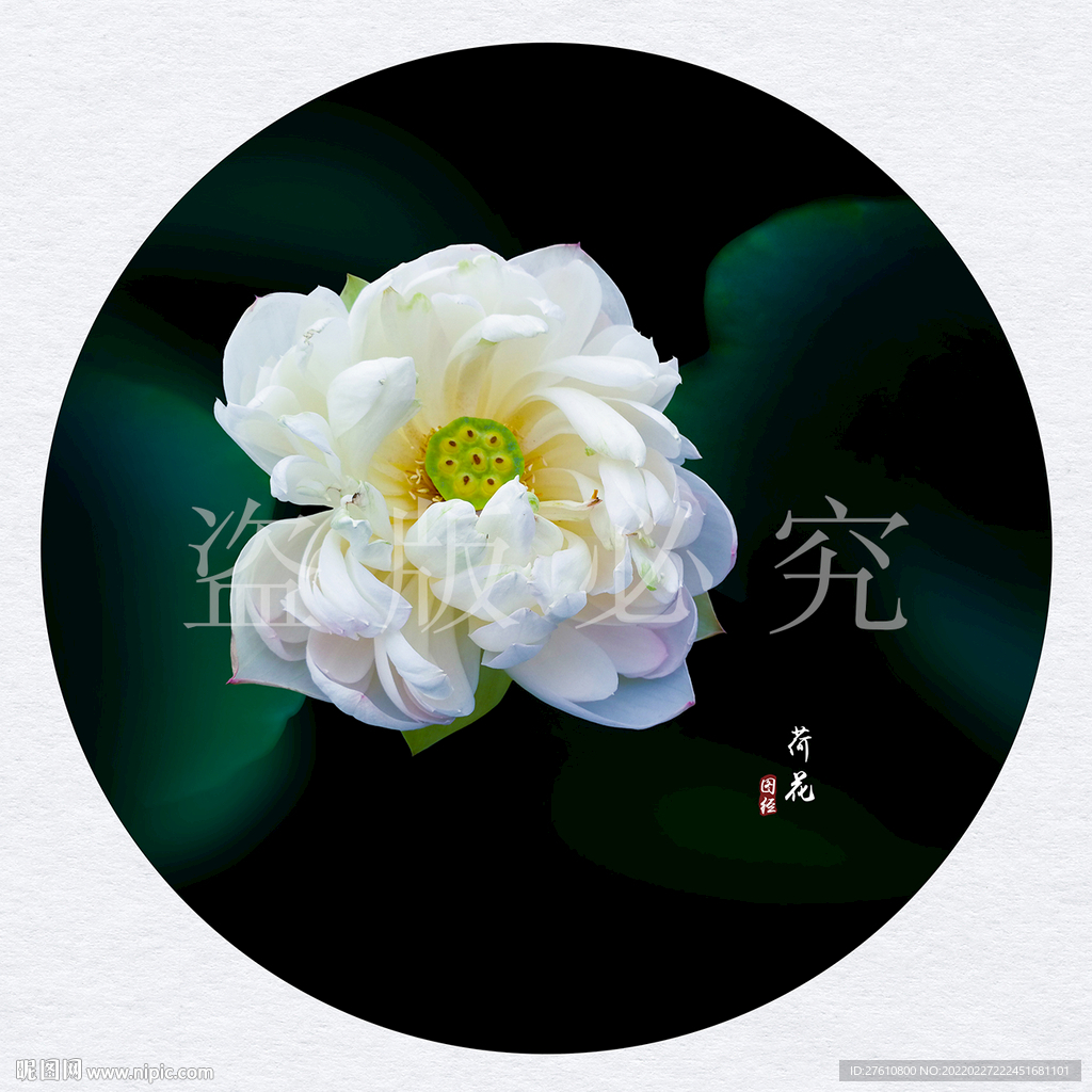 荷花
