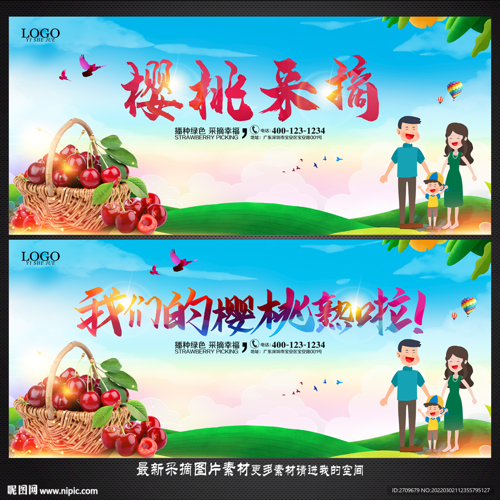 樱桃采摘 