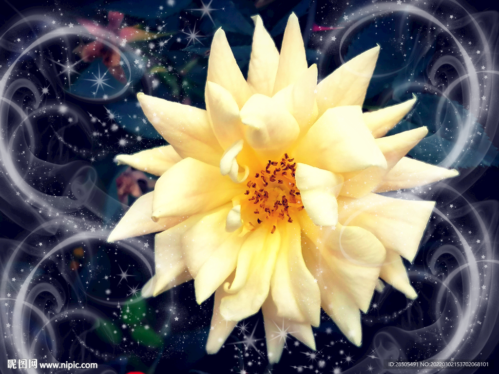 梦幻星光月季花朵背景