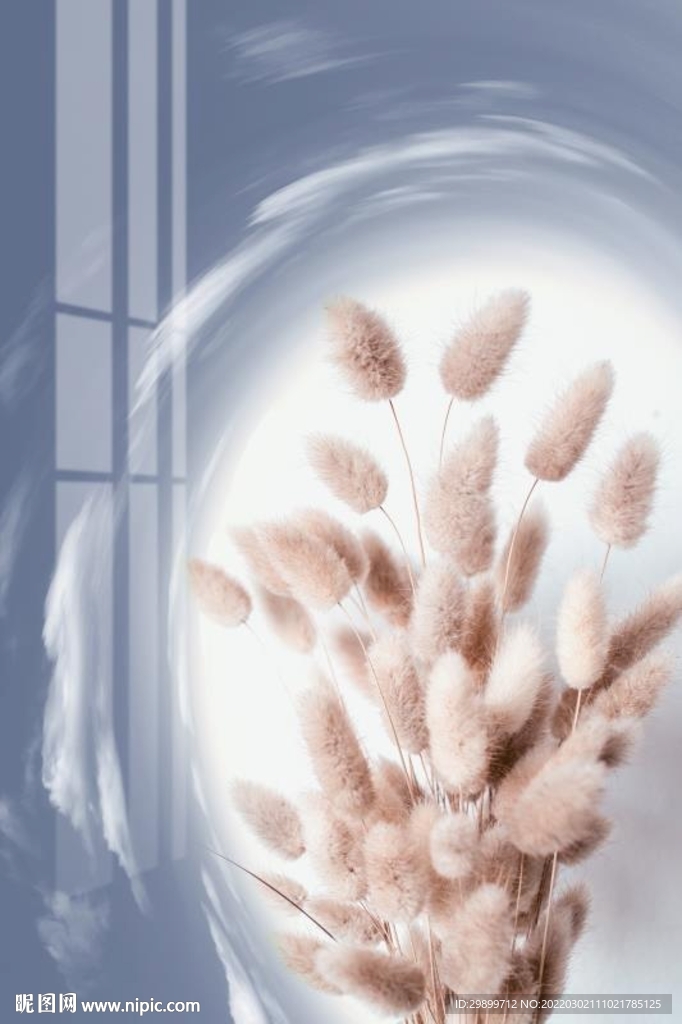 芦苇