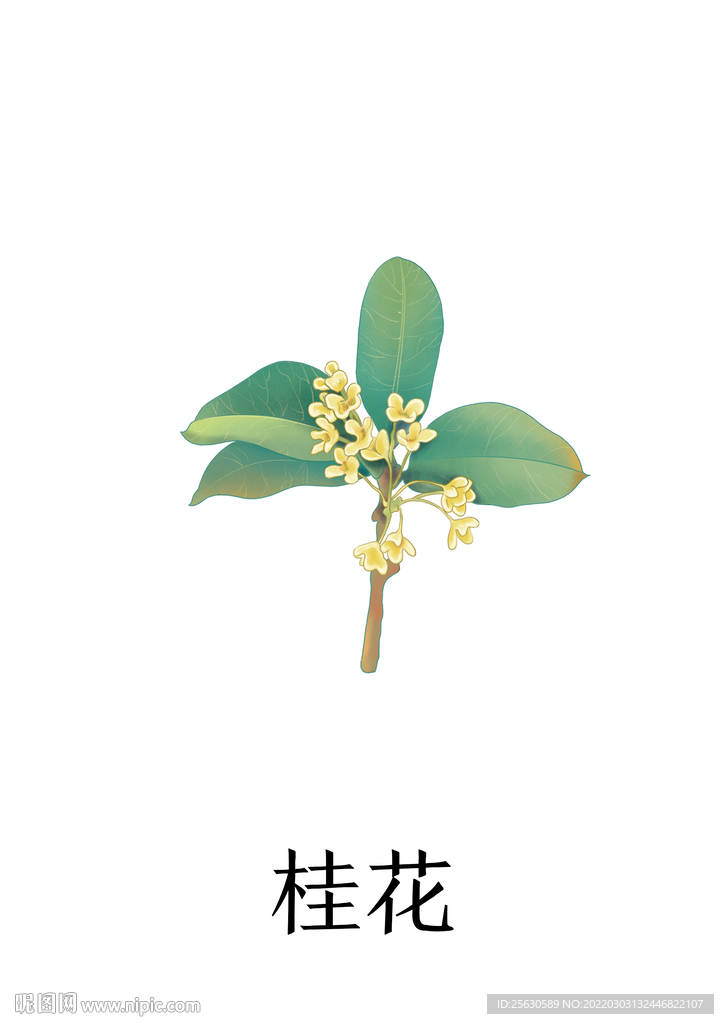 中药桂花插画PSD分层