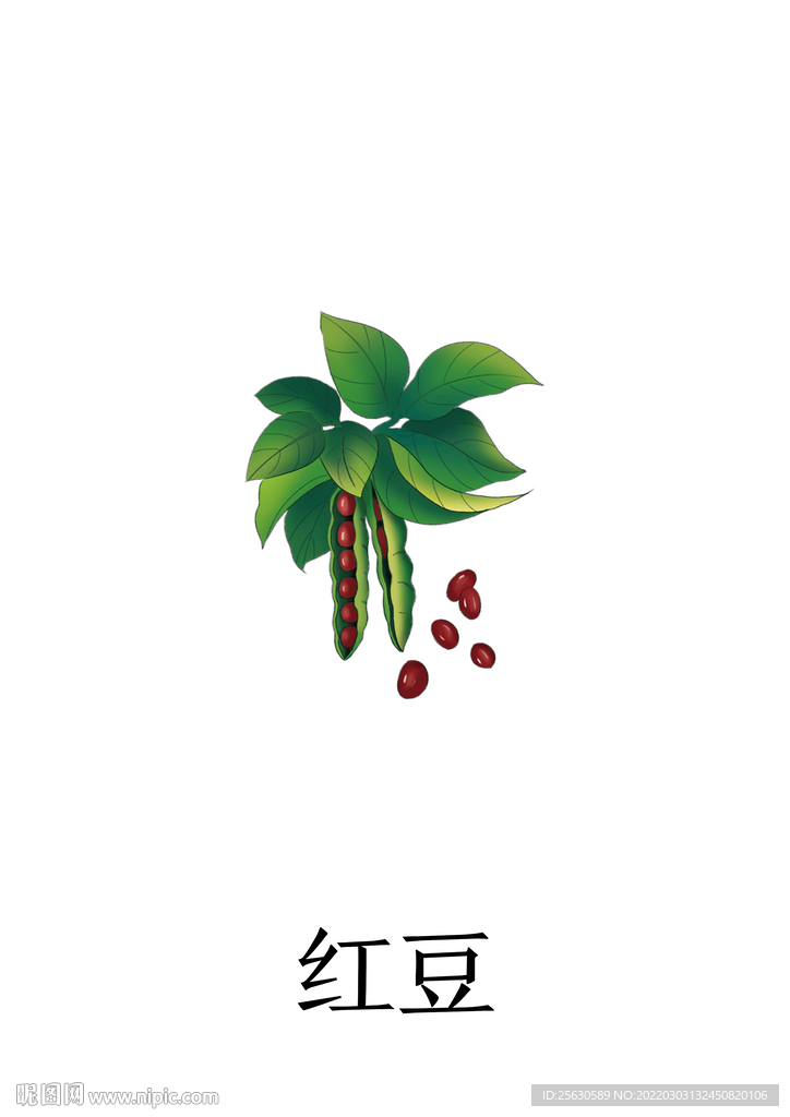 中药红豆插画PSD分层