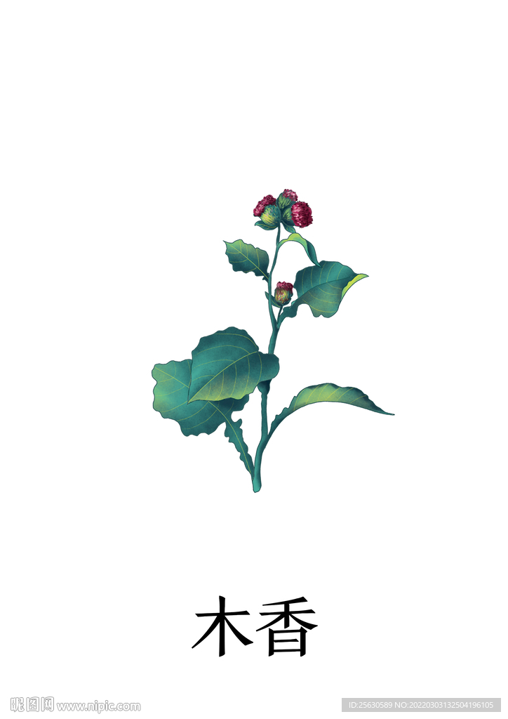 中药木香插画PSD分层