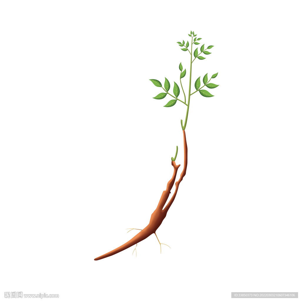 甘草