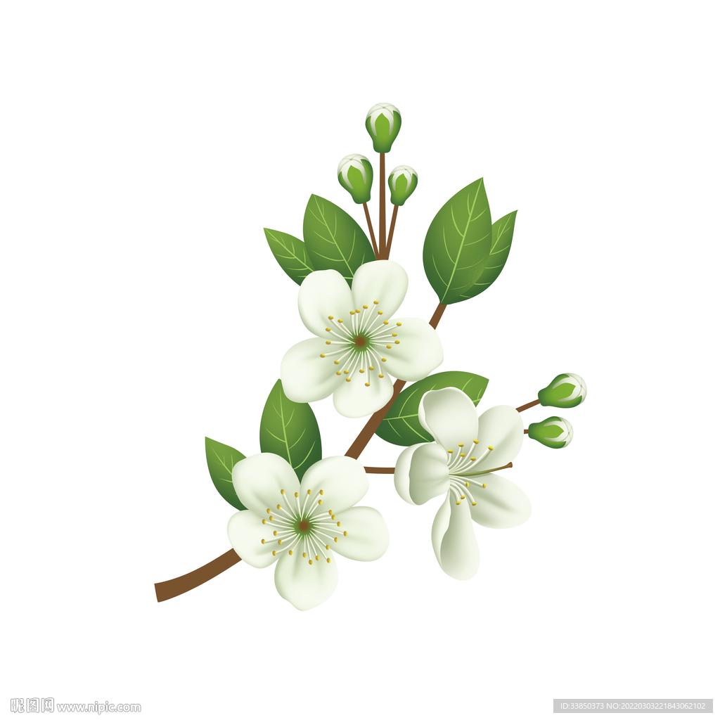 茉莉花