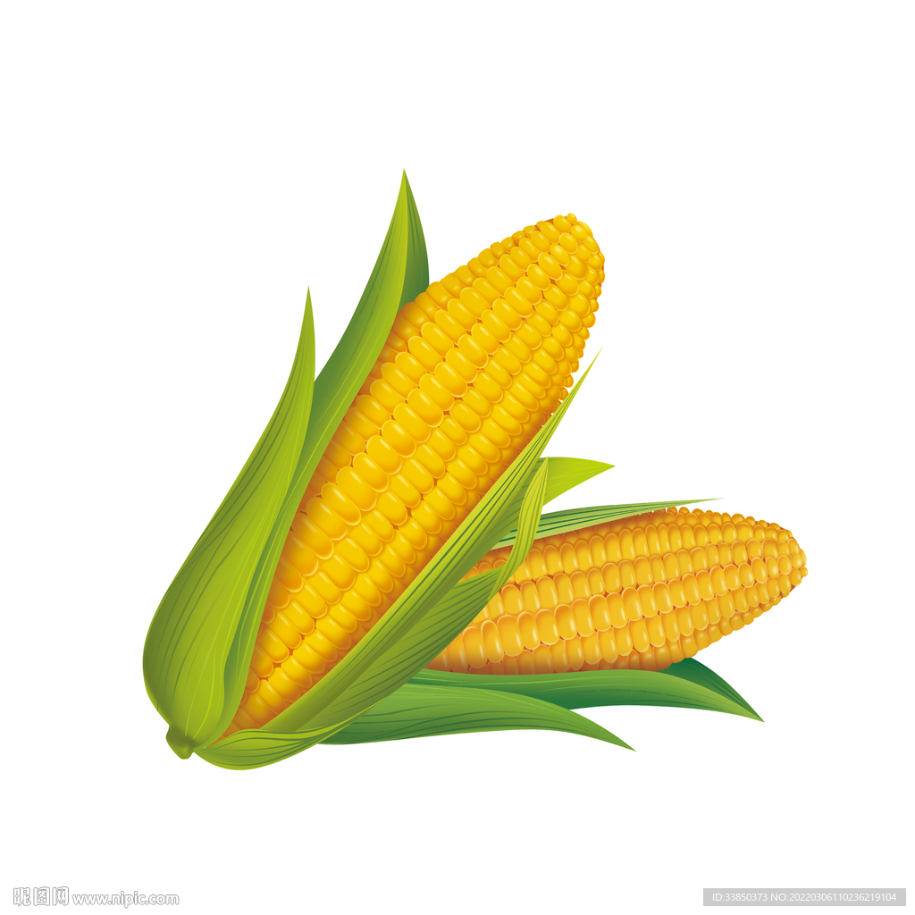 幼儿园玉米的生长过程简笔画 简笔画图片大全-普车都