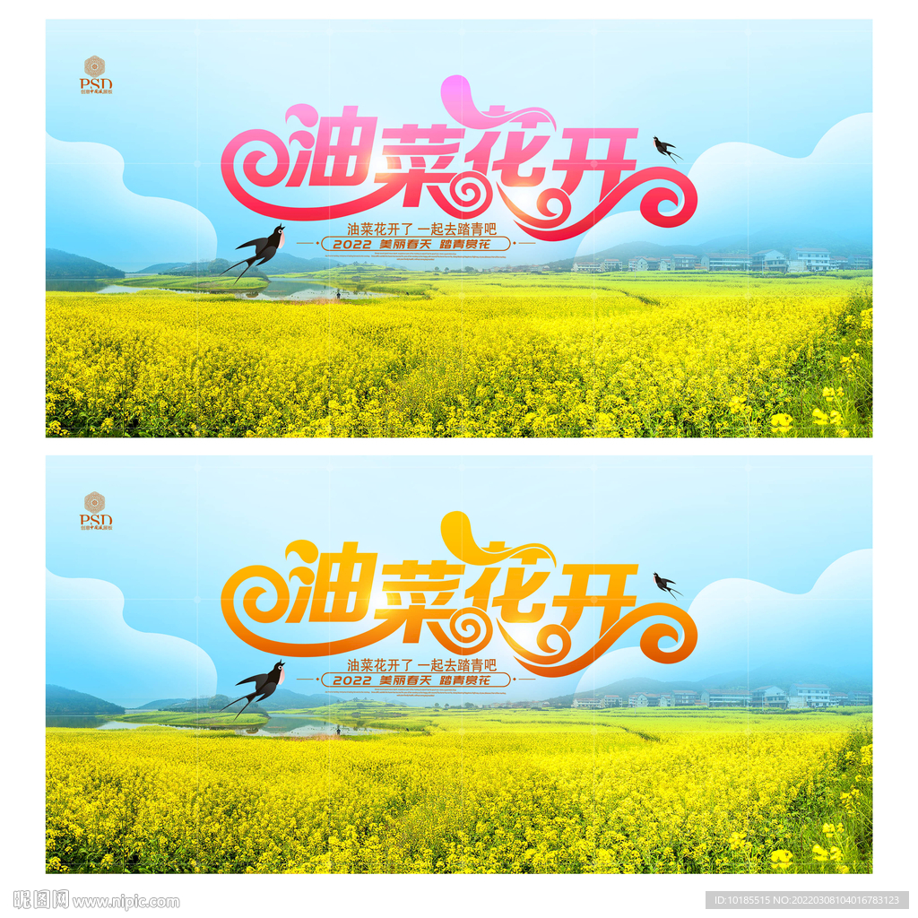 油菜花