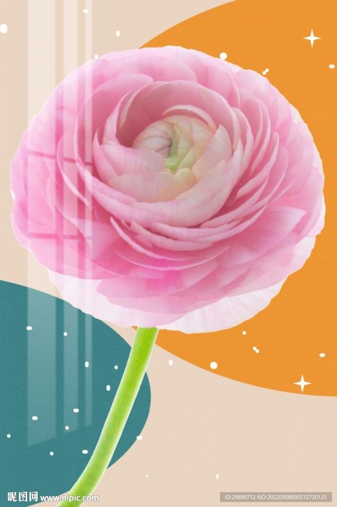 重瓣玫瑰花