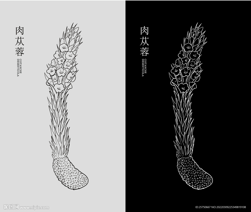 肉苁蓉