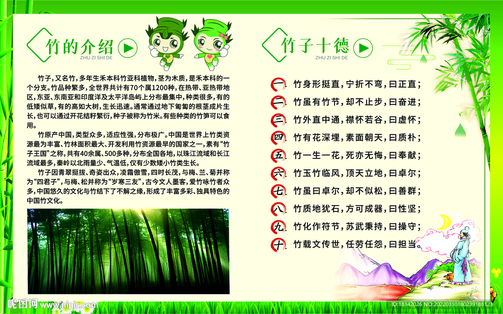竹子介绍展板