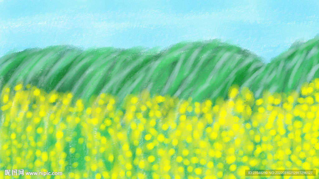油菜花