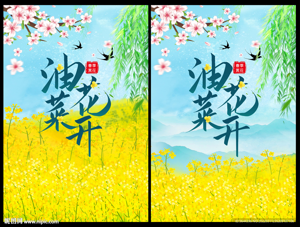 油菜花开