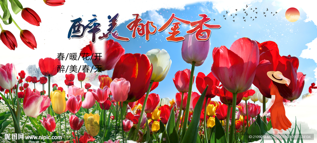 郁金香 