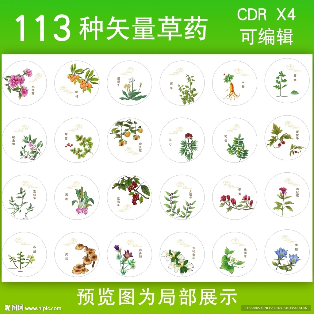 中草药矢量图