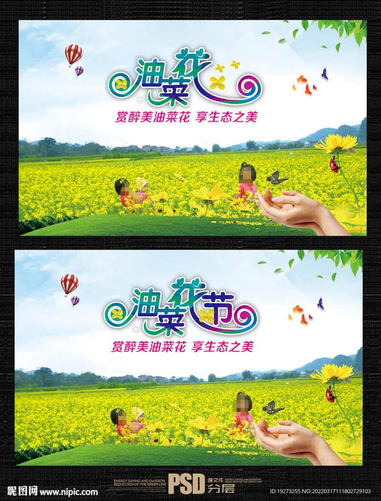 油菜花