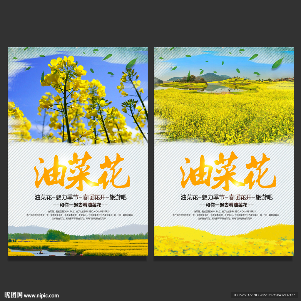 油菜花