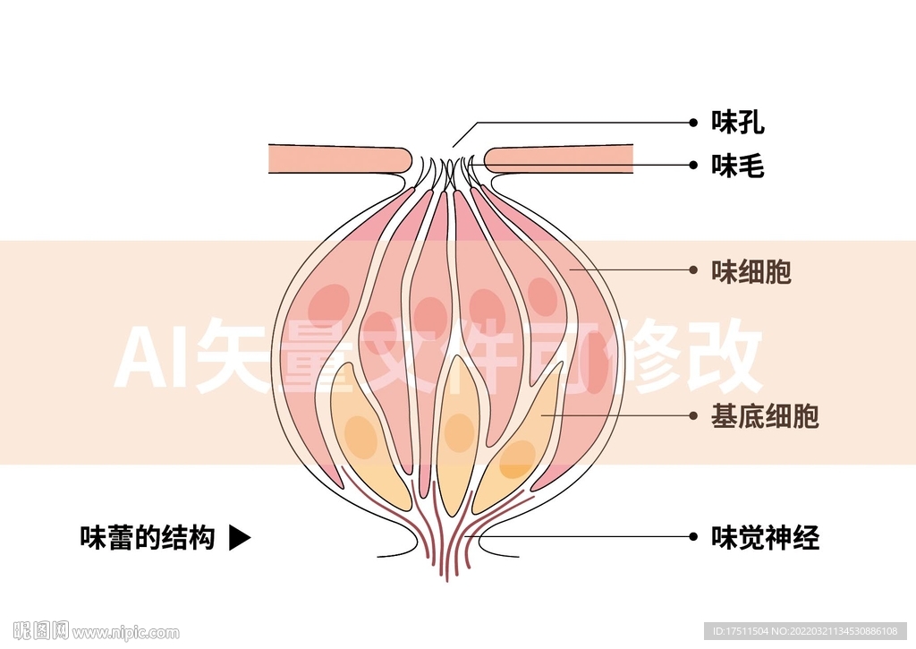 味蕾结构