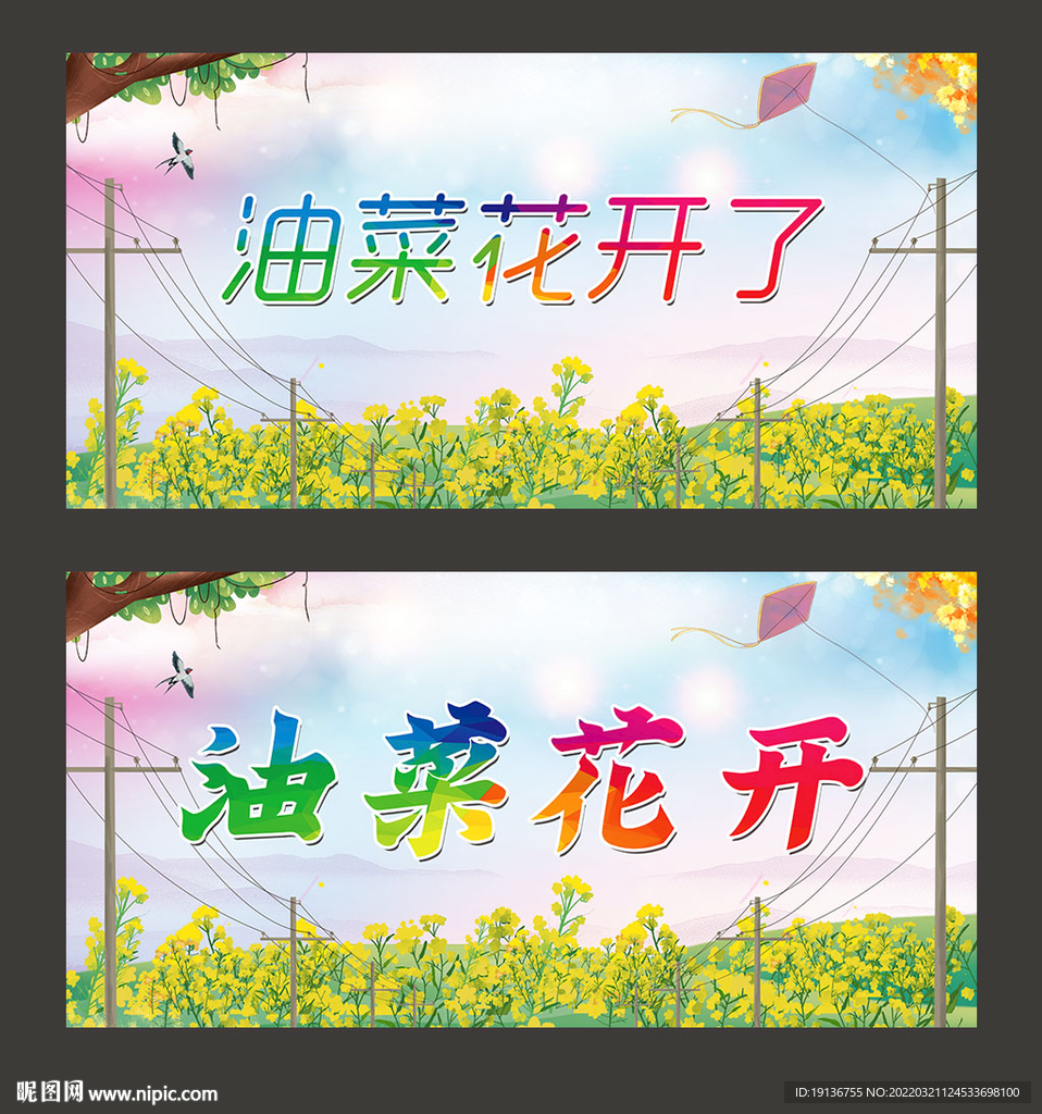 油菜花