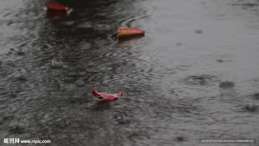 雨天落叶