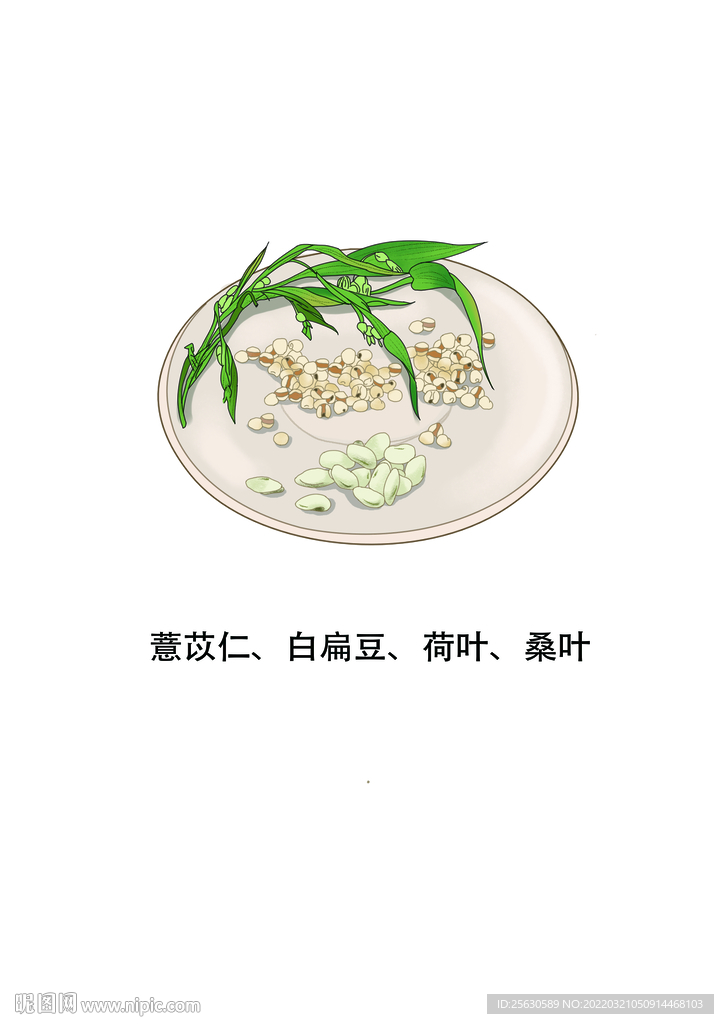 薏苡仁 白扁豆 荷叶 桑叶手绘