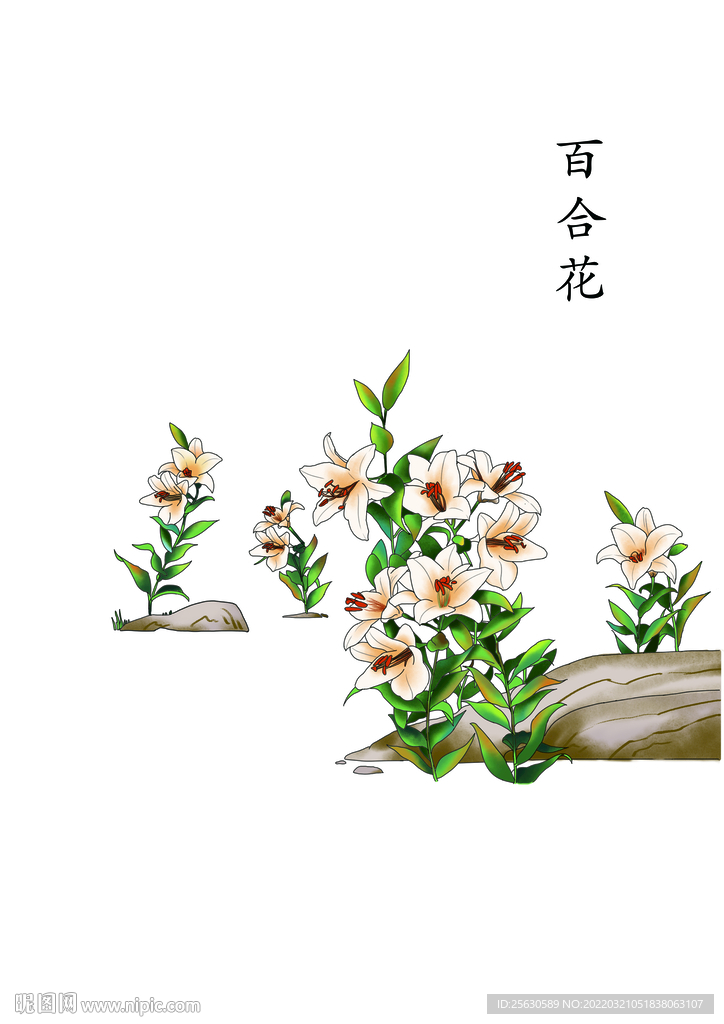 百合花PSD