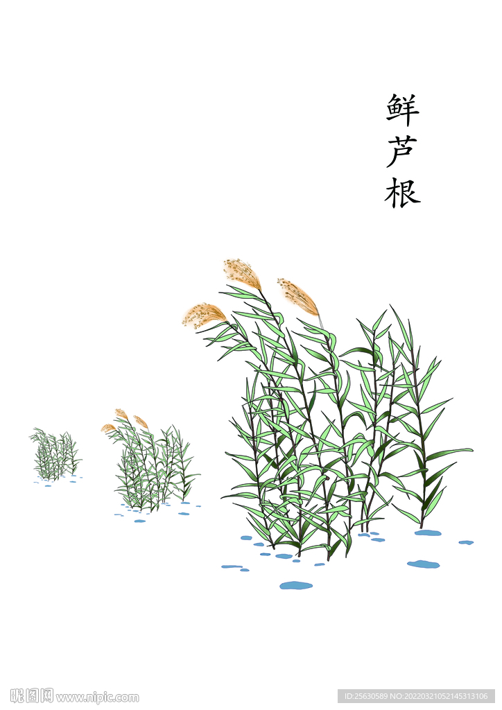 鲜芦根手绘PSD