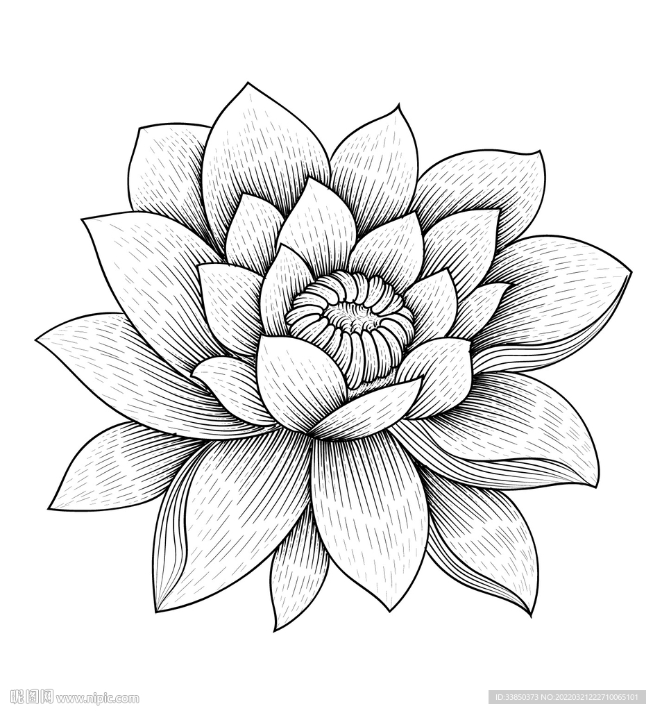 花线稿